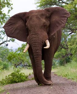 View of elephant on the road charging towards the camera