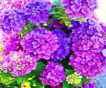 High angle view of purple flowering plants