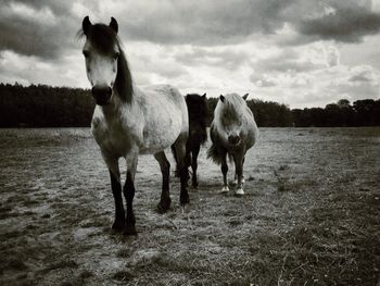 animal themes