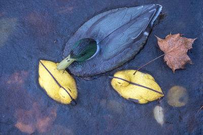 High angle view of dry leaves on plant