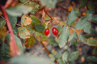 Close-up of fruits growing on tree