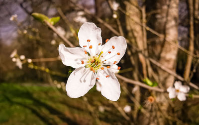 Close-up of white cherry blossom