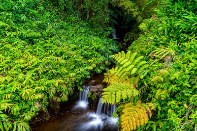 Scenic view of waterfall in forest