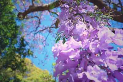 Low angle view of pink flowers on tree