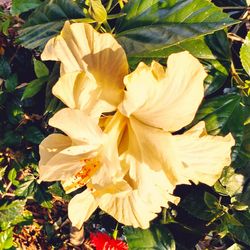 Close-up of flowers blooming outdoors