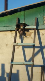 Dog on built structure against sky