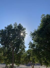 Low angle view of trees against clear sky on sunny day