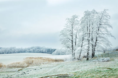 Trees on landscape against sky