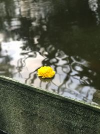 Close-up of yellow flower on lake