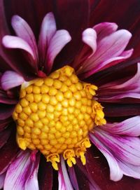 Macro shot of pink flower