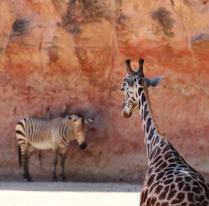 High angle view of giraffe and zebra in zoo