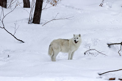 View of dog on snow covered land