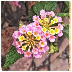 Close-up of fresh pink flowers blooming outdoors