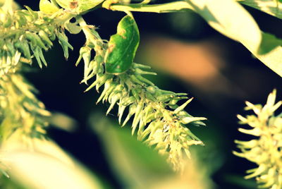 Close-up of green leaves