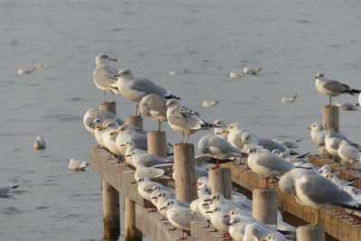 High angle view of birds perching on groyne