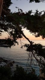 Silhouette tree by lake against sky at sunset