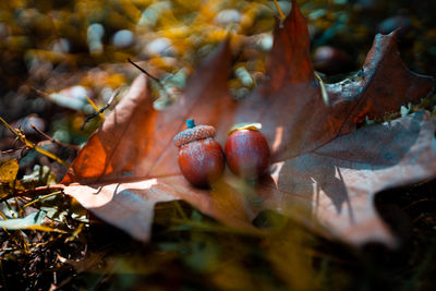 Close-up of dry maple leaves on tree