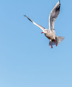 Low angle view of seagull flying in sky