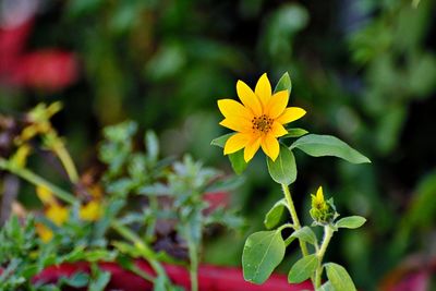 Close-up of yellow flowering plant