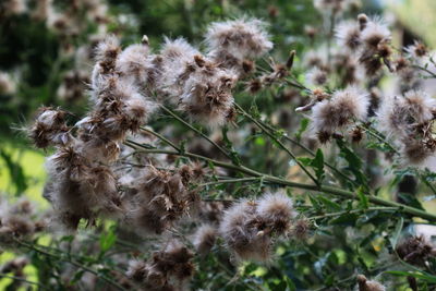 Close-up of thistle flowers