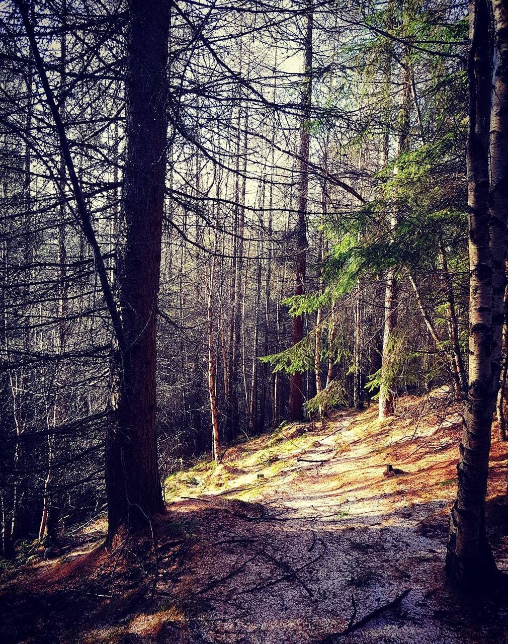 VIEW OF TREES IN FOREST