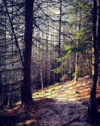 Trees in forest