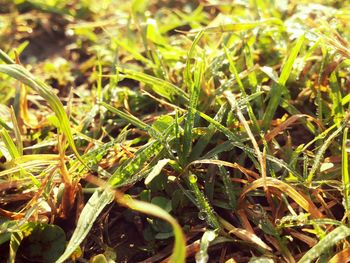 Close-up of grass growing on field