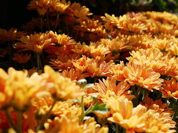 Selective focus of fresh orange chrysanthemum flowers in bright sunlight