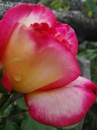 Close-up of pink rose