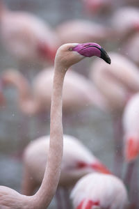 Close-up of flamingo