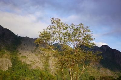 Low angle view of tree against sky