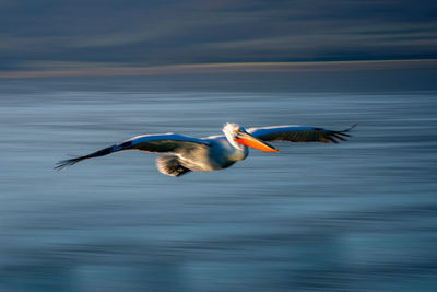 Bird flying against sky