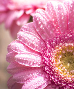 Close-up of wet pink flower