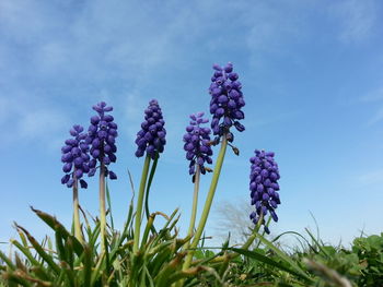 Close-up of purple flowering plants on field