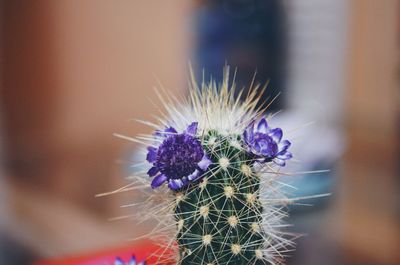 Close-up of thistle cactus