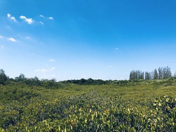 Scenic view of field against blue sky