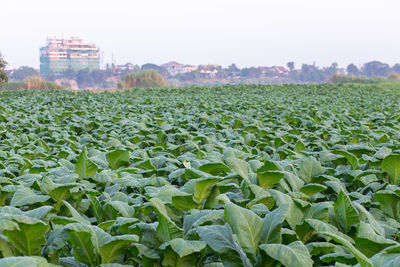 field