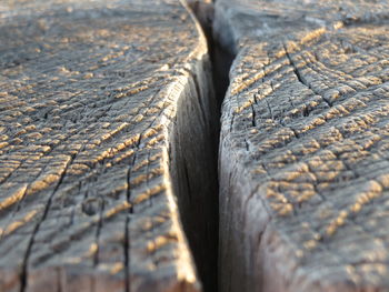 Close-up of leaf