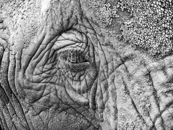 Close-up of elephant