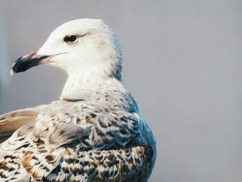 Close-up of seagull