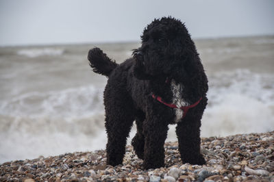 Cockapoo standing at beach