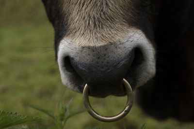 Close up of a ring nose