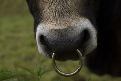 Close-up of a horse