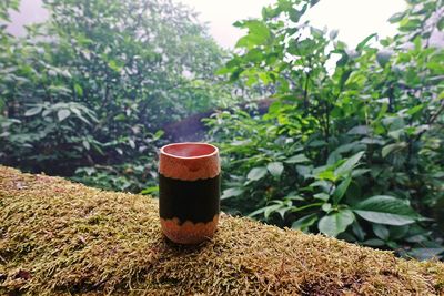 Close-up of drink against plants