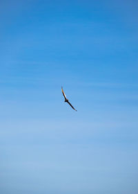 Low angle view of bird flying against clear sky