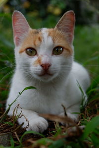 Close-up portrait of white cat