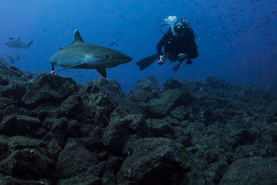 Fish swimming in sea