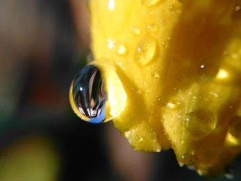 Close-up of wet yellow leaf