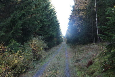 Road amidst trees in forest