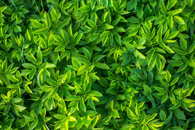 Full frame view of goat weed directly from above